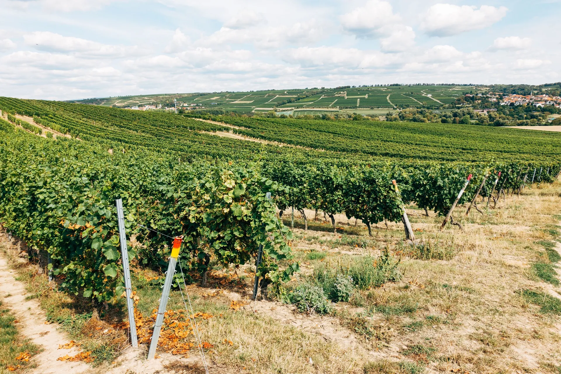 Rangs de vigne sur un coteau, au-dessus d’un village viticole